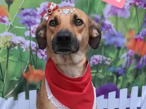 Cachorro raça SRD-ViraLata idade 2 anos nome Tina