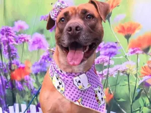 Cachorro raça SRD-ViraLata idade 2 anos nome Nina pit