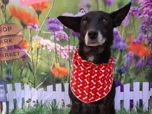 Cachorro raça SRD-ViraLata idade 6 ou mais anos nome Dick