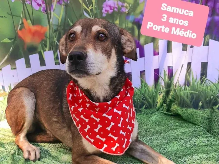 Cachorro ra a SRD-ViraLata idade 3 anos nome Samuca 