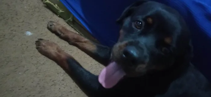 Cachorro ra a Rottweiler  idade 2 a 6 meses nome Nina