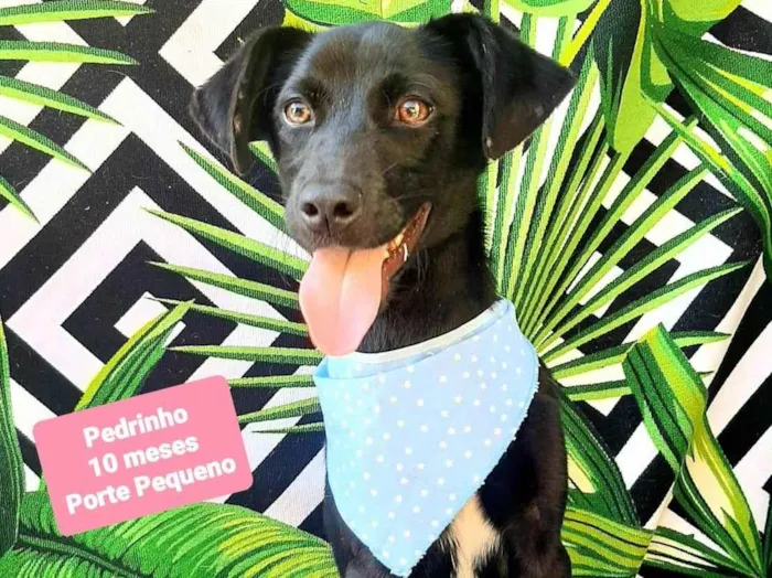Cachorro raça SRD-ViraLata idade 7 a 11 meses nome Pedrinho 