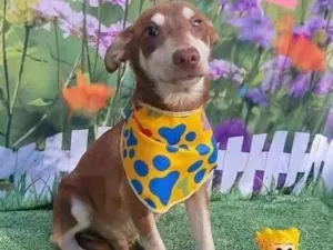 Cachorro raça SRD-ViraLata idade 1 ano nome Robinho 
