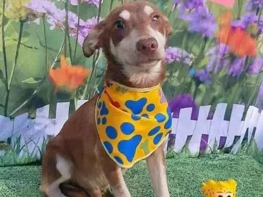 Cachorro raça SRD-ViraLata idade 1 ano nome Robinho 