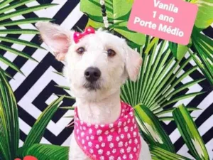 Cachorro raça SRD-ViraLata idade 1 ano nome Vanila