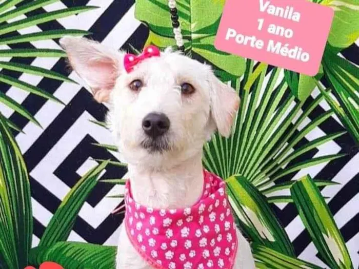 Cachorro raça SRD-ViraLata idade 1 ano nome Vanila