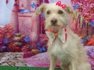 Cachorro raça SRD-ViraLata idade 2 anos nome Crystal 