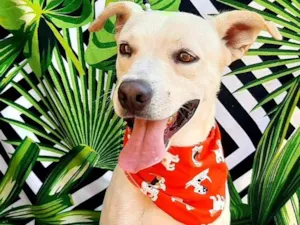 Cachorro raça SRD-ViraLata idade 2 anos nome Marley 