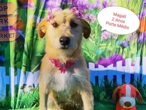 Cachorro raça SRD-ViraLata idade 2 anos nome Magali 