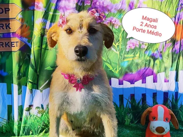 Cachorro raça SRD-ViraLata idade 2 anos nome Magali 