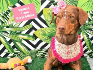 Cachorro raça SRD-ViraLata idade 1 ano nome Ravena 