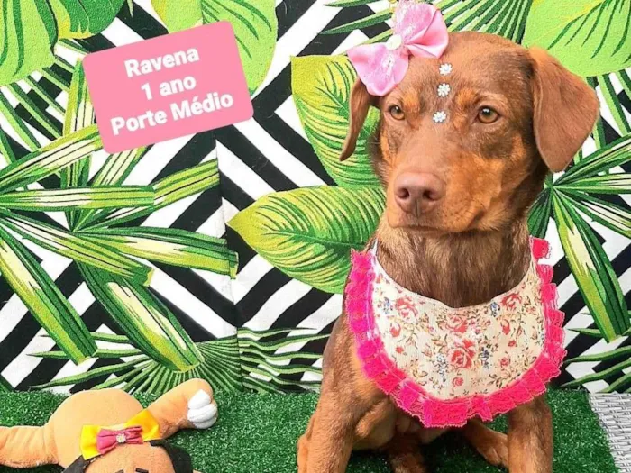 Cachorro raça SRD-ViraLata idade 1 ano nome Ravena 