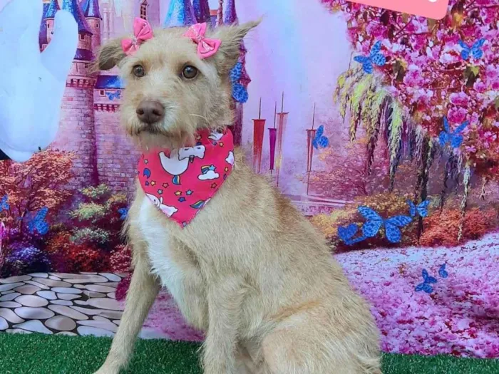 Cachorro raça SRD-ViraLata idade 1 ano nome Rubi