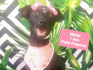Cachorro raça SRD-ViraLata idade 1 ano nome Mulan 
