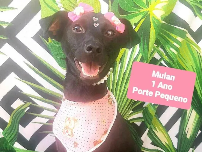 Cachorro raça SRD-ViraLata idade 1 ano nome Mulan 