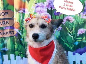 Cachorro raça SRD-ViraLata idade 2 anos nome Moana