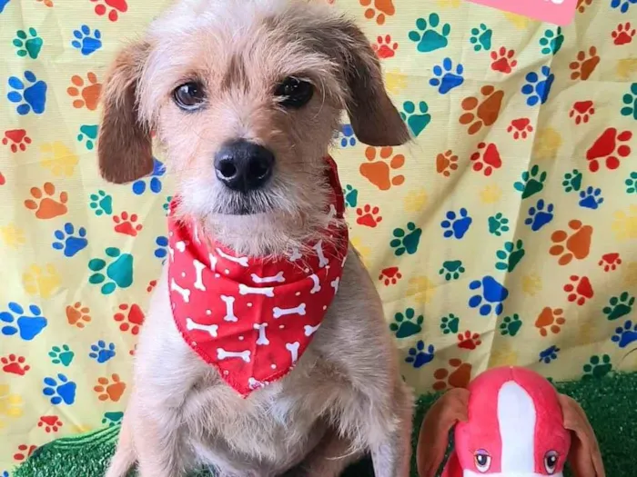 Cachorro raça SRD-ViraLata idade 3 anos nome Speto