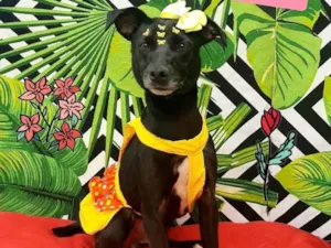 Cachorro raça SRD-ViraLata idade 3 anos nome Baguera 