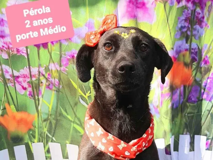 Cachorro raça SRD-ViraLata idade 2 anos nome Pérola 