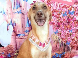 Cachorro raça SRD-ViraLata idade 1 ano nome Crystal caramelo 