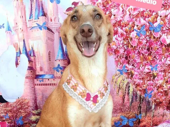 Cachorro raça SRD-ViraLata idade 1 ano nome Crystal caramelo 