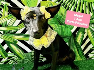 Cachorro raça SRD-ViraLata idade 1 ano nome Megui pretinha