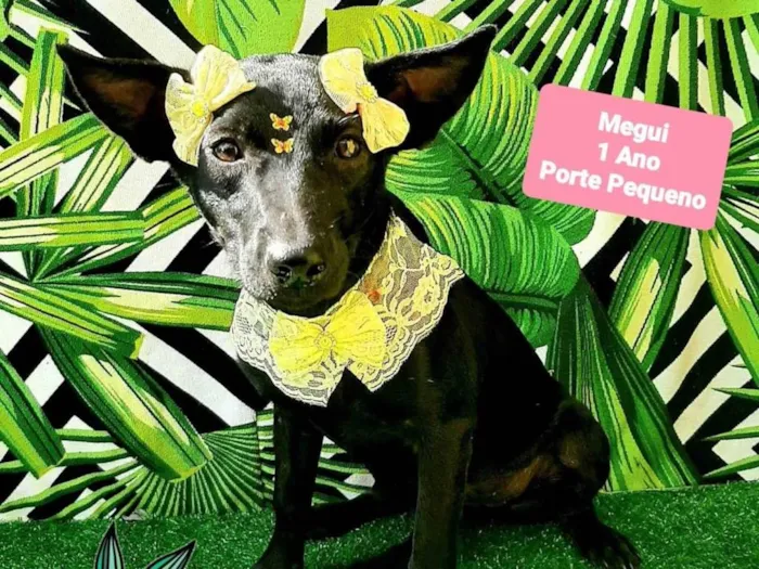 Cachorro raça SRD-ViraLata idade 1 ano nome Megui pretinha