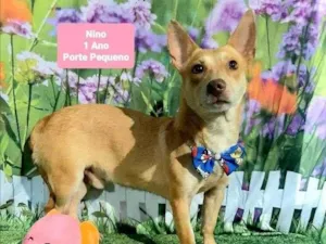 Cachorro raça SRD-ViraLata idade 1 ano nome Nino