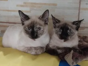 Gato raça SRD-ViraLata idade 2 a 6 meses nome CHARLOTE E CHANEL