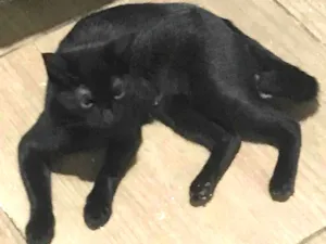 Gato raça SRD-ViraLata idade 1 ano nome BÁRBARA