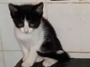 Gato raça SRD-ViraLata idade 2 a 6 meses nome Juquinha mansinho