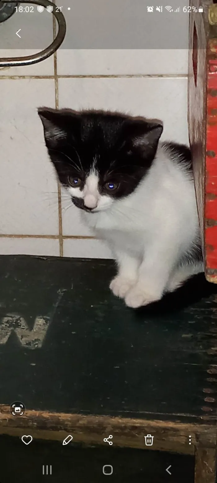 Gato raça SRD-ViraLata idade 2 a 6 meses nome Juju bebe carente e bravinha