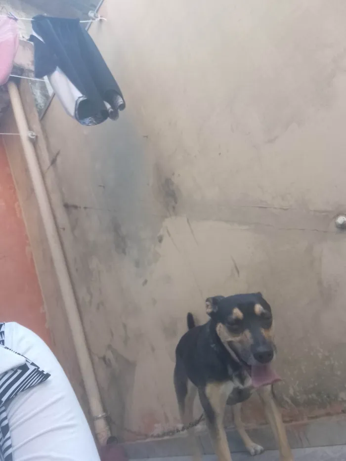 Cachorro ra a Mestiça de Pastor alemão  idade 3 anos nome Belinha