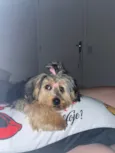 Amora