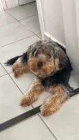 Amora