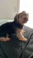 Amora