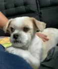 Cachorro raça Shitzu idade 6 ou mais anos nome Sushi