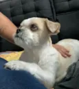 Cachorro raça Shitzu idade 6 ou mais anos nome Sushi