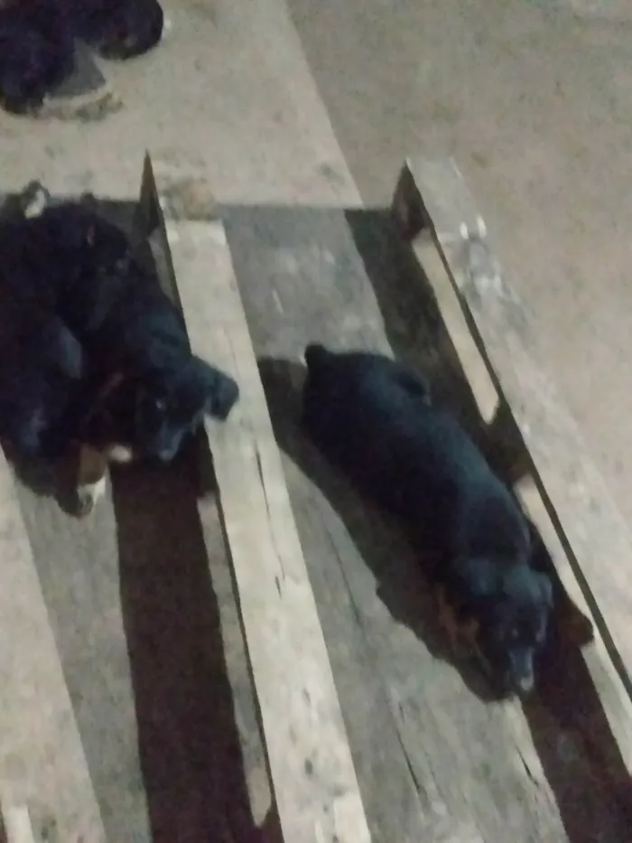 Cachorro ra a Indefinida  idade 2 a 6 meses nome Filhotes fêmeas 