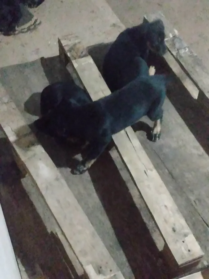 Cachorro ra a Indefinida  idade 2 a 6 meses nome Filhotes fêmeas 