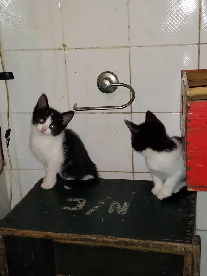 Gato raça SRD-ViraLata idade 2 a 6 meses nome Juquinha mansinho