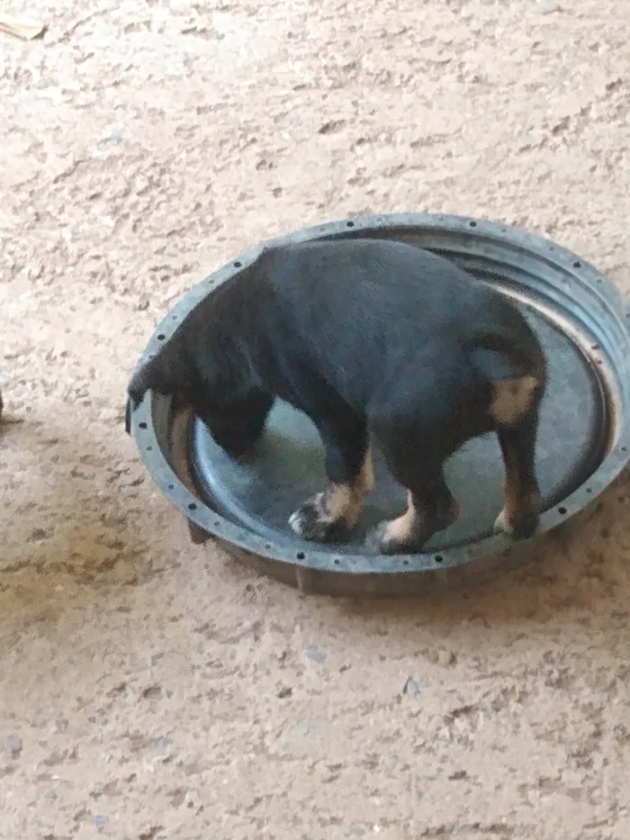 Cachorro ra a Indefinida  idade 2 a 6 meses nome Filhotes fêmeas 