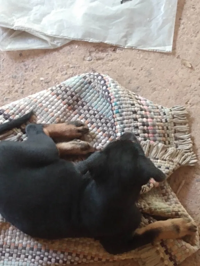 Cachorro ra a Indefinida  idade 2 a 6 meses nome Filhotes fêmeas 