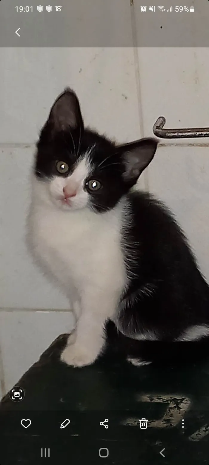 Gato raça SRD-ViraLata idade 2 a 6 meses nome Juquinha mansinho