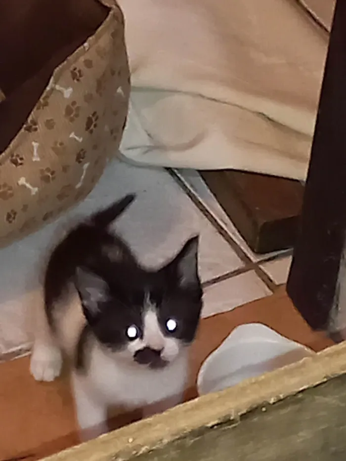 Gato raça SRD-ViraLata idade 2 a 6 meses nome Juju bebe carente e bravinha