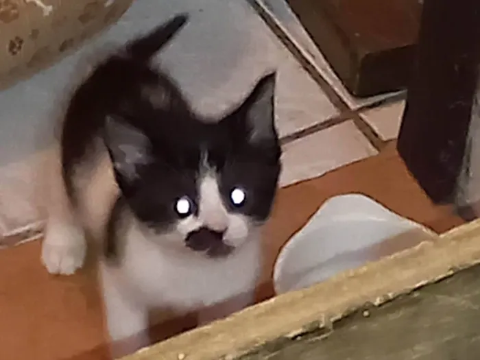 Gato raça SRD-ViraLata idade 2 a 6 meses nome Juju bebe carente e bravinha