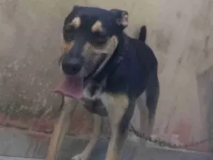 Cachorro raça Mestiça de Pastor alemão  idade 3 anos nome Belinha