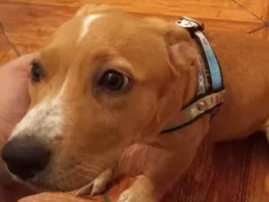 Cachorro raça Desconhecido  idade 2 a 6 meses nome Mileide