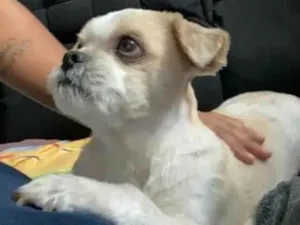 Cachorro raça Shitzu idade 6 ou mais anos nome Sushi