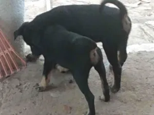 Cachorro raça Indefinida  idade 2 a 6 meses nome Filhotes fêmeas 